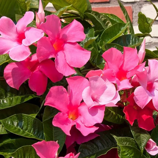 Scarlet Mandevilla Vine Plant