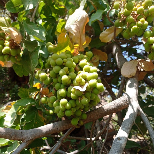 Soapberries plant