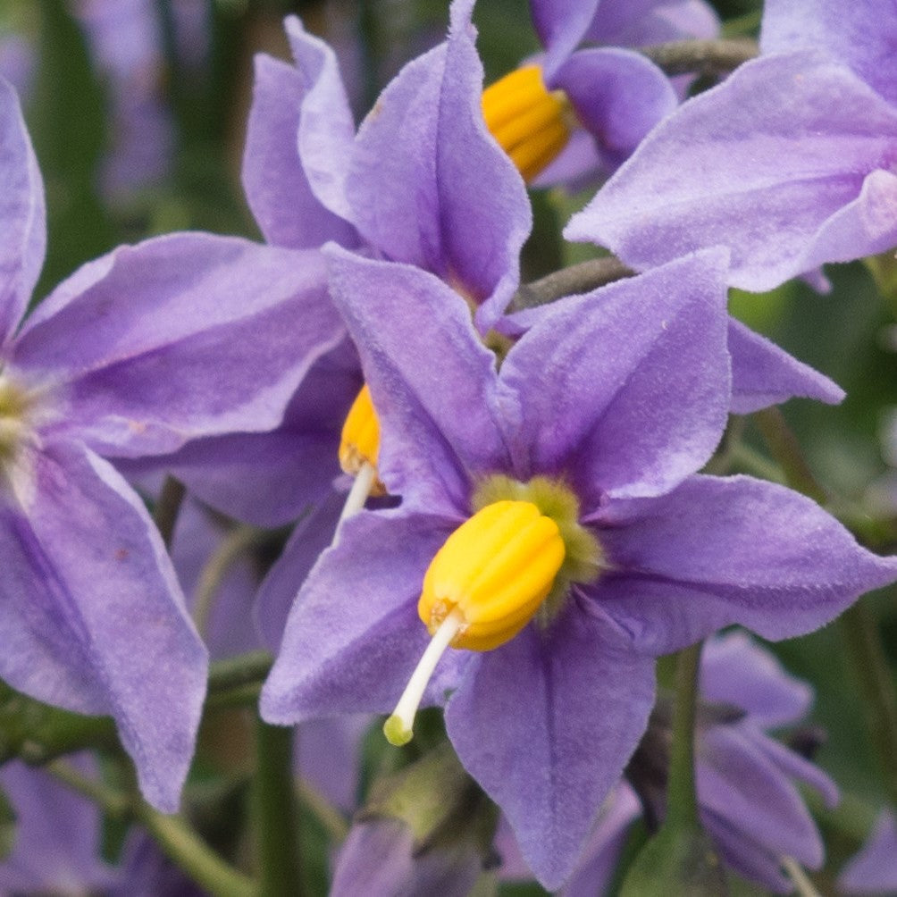 Climbing Nightshade (Solanum dulcamara)