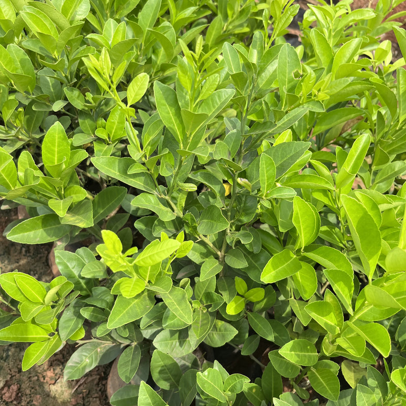 Taiwan Lemon Tree