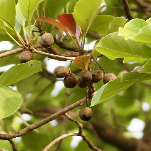 Terminalia bellirica