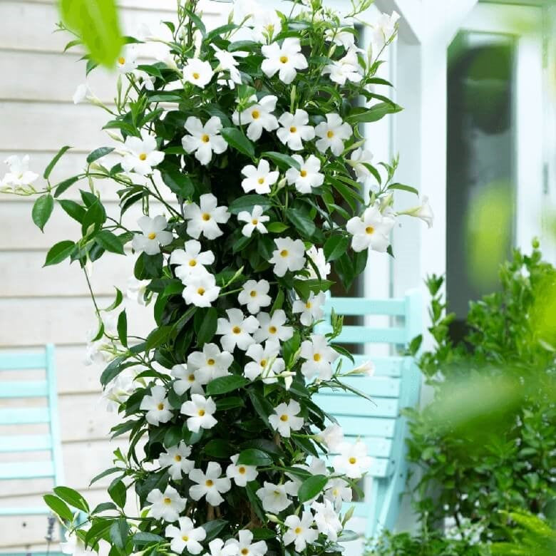 White Mandevilla Vine Plant