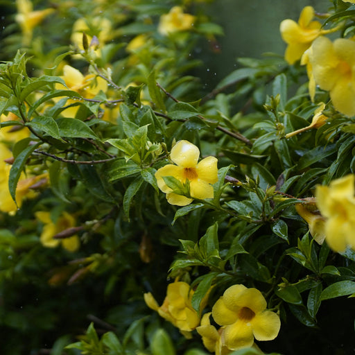 Yellow Mandevilla Vine Plant