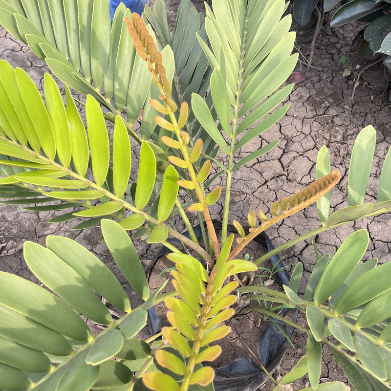 Zamia furfuracea plant
