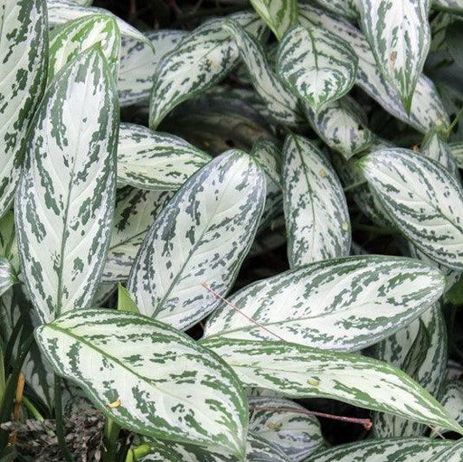 aglaonema commutatum cv characteristics Aglaonema Commutatum Silver Queen|| Live