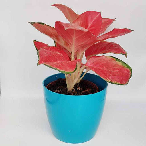 aglaonema red anyamanee Aglaonema Pink Anyamanee Rare Imported