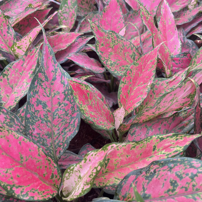 Aglaonema 'Hungary Pink' for Sale – Brighten Your Space with This Exquisite Pink-Tinted Ornamental Plant!