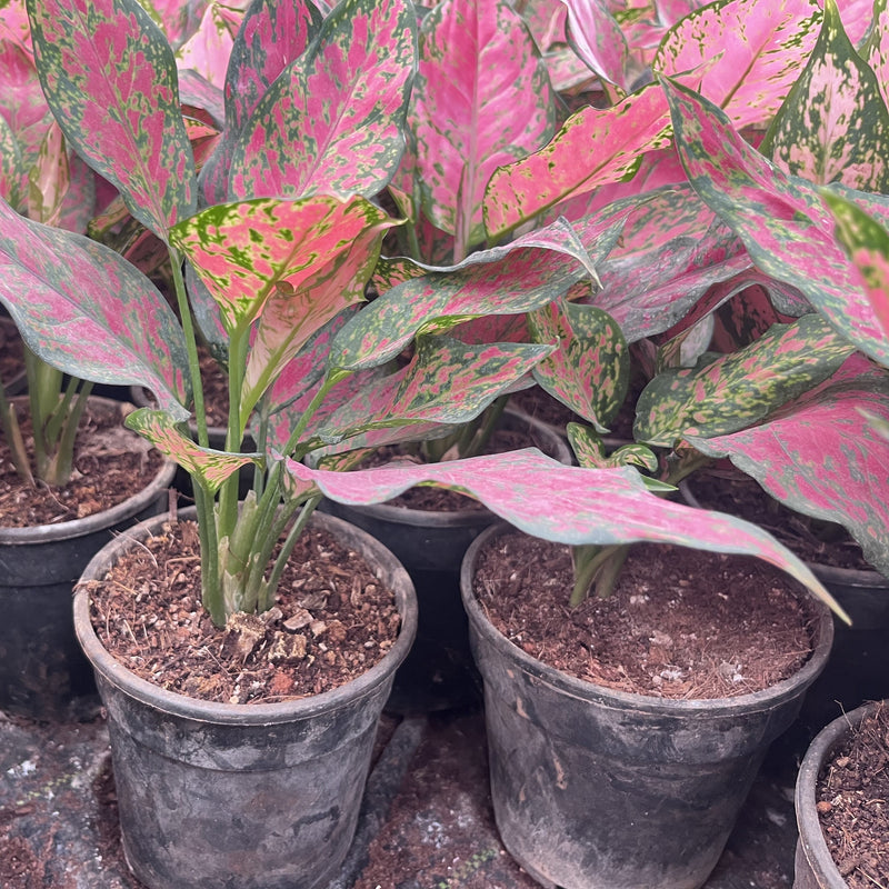 aglaonema for sale near me Aglaonema 'Hungary Pink' for Sale