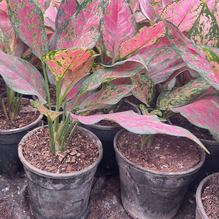 Aglaonema 'Hungary Pink' for Sale – Brighten Your Space with This Exquisite Pink-Tinted Ornamental Plant!