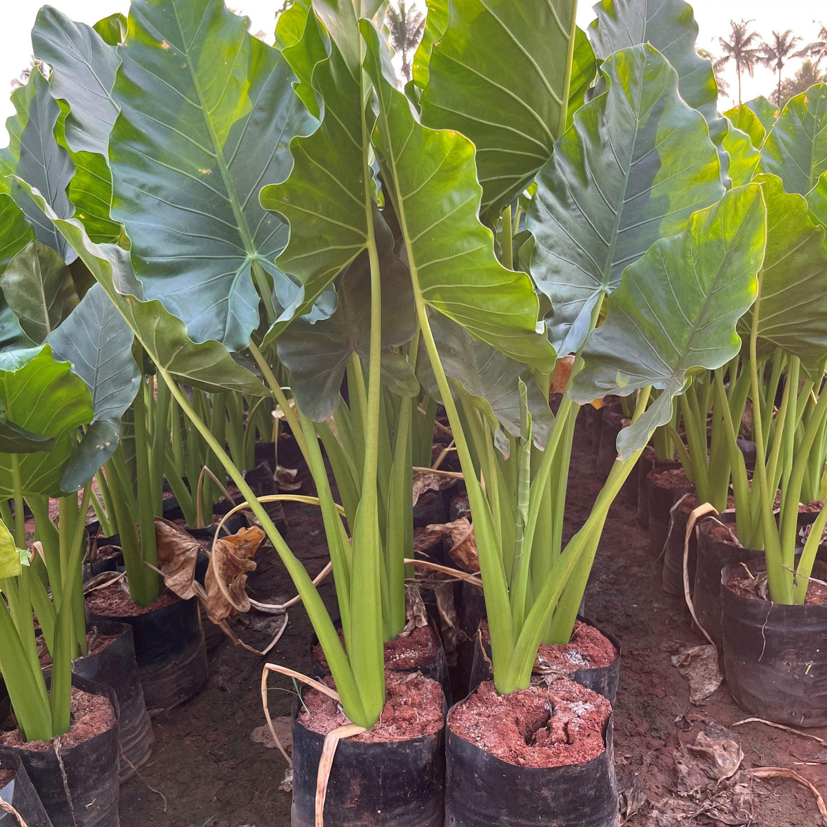 giant taro indoor plant Grow Your Garden with the Majestic Giant Taro (Alocasia macrorrhizos)