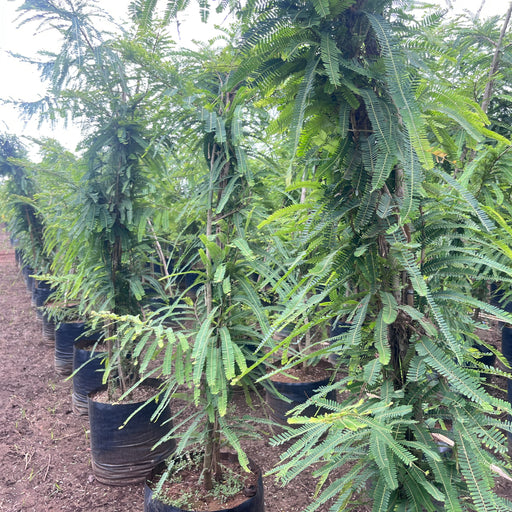 amla plant nursery near me