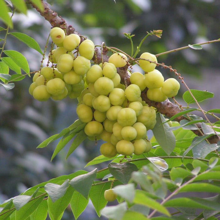      amla tree