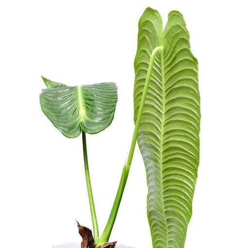 anthurium in marathi Bring Elegance to Your Space with the