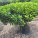 apollo ficus  plant