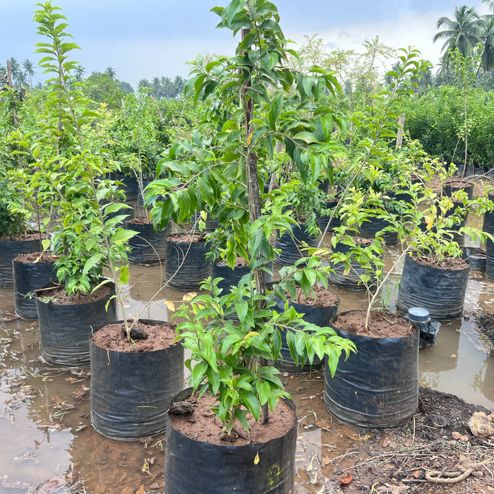 apricot plant