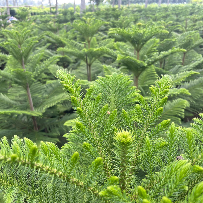    araucaria common name