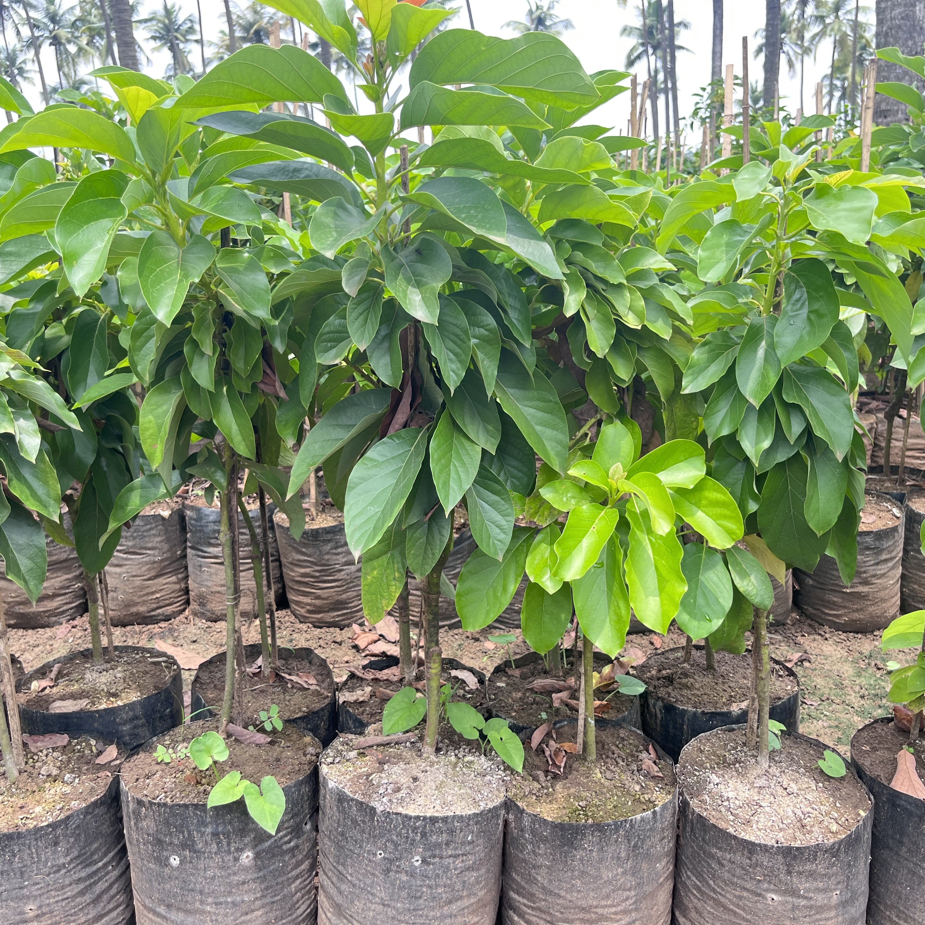 Grow Your Own Delicious Avocados with Our Hybrid Hass Variety