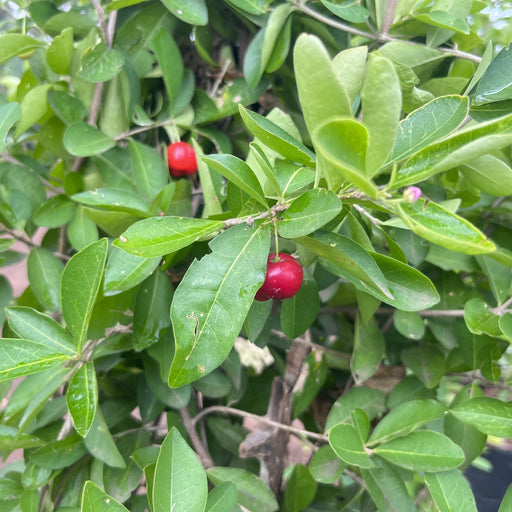 barbados tree