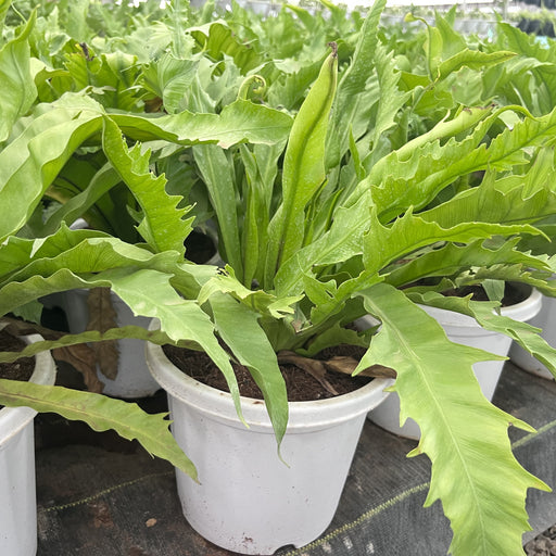 bird nest fern