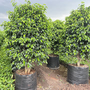 black ficus plant