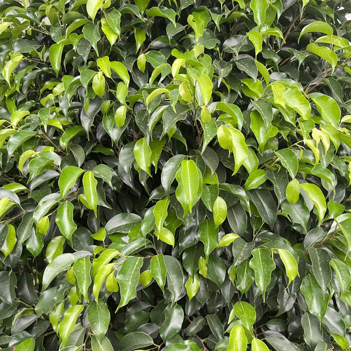 black ficus plant images