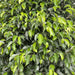 black ficus plant images