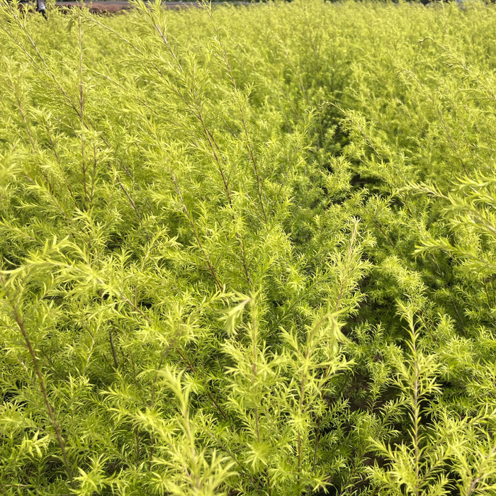 bottle brush