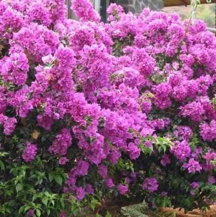 Buy Beautiful Bougainvillea Glabra, Deep Purple Compact & Pepper Flower  Plants Online