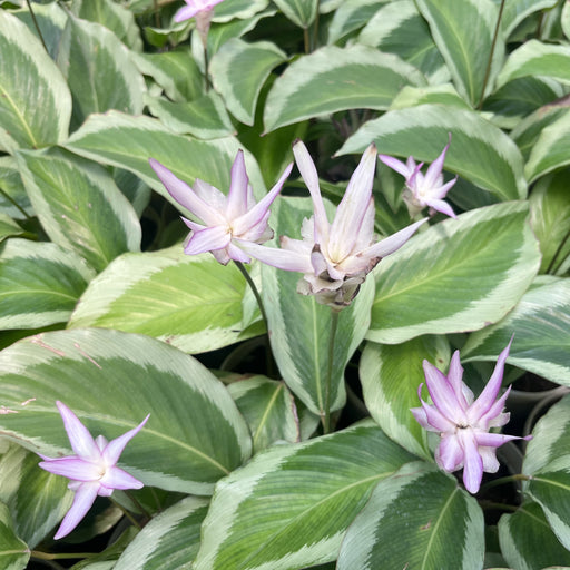 calathea bicajouxpink