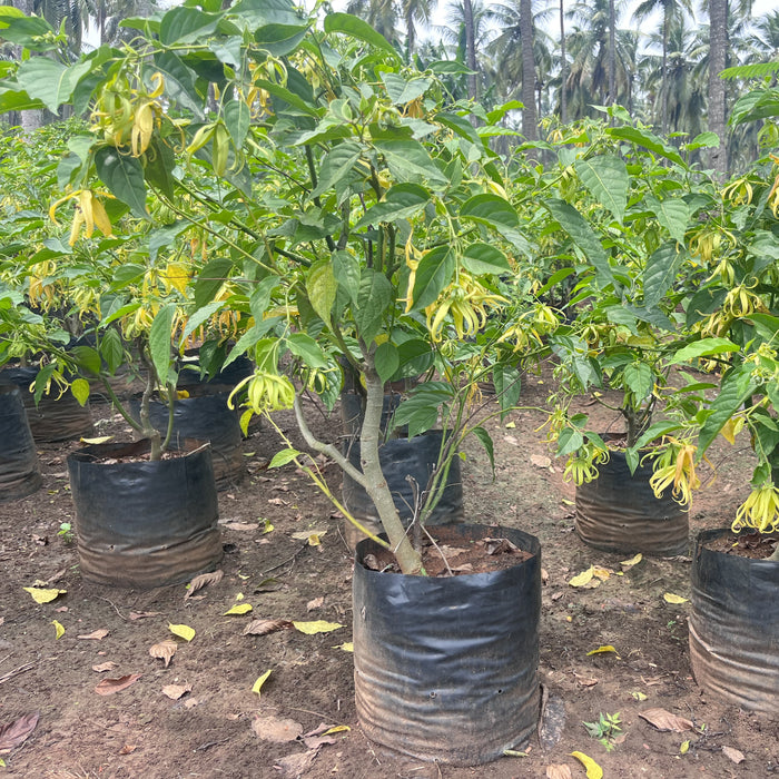 Olio Essenziale Puro Di Ylang Ylang, Cananga Odorata, Aromaterapia Di Bangota - Italia - Foto 2