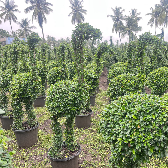 carmona microphylla ficus crane shape