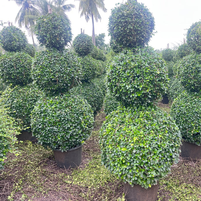 carmona microphylla ficus triple ball