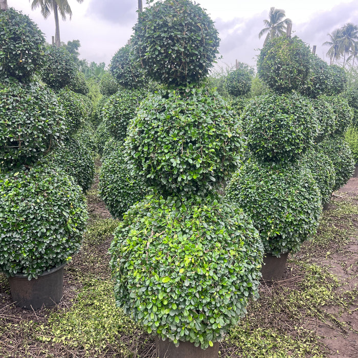 carmona microphylla shrub