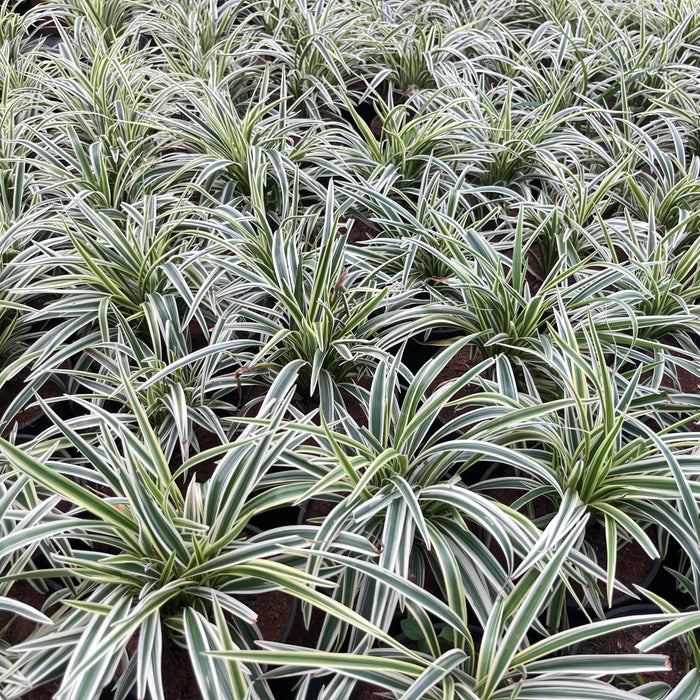 Chlorophytum Comosum