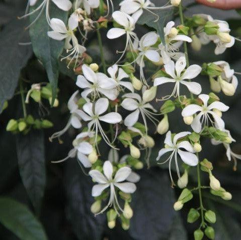 Beautiful Clerodendrum Wallichii Waterfall Vine Plant