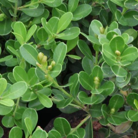 Buy Small Leafed Clusia Plant - Clusia