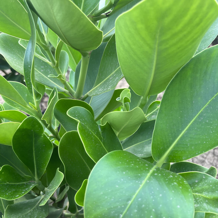 clusia rosea plant