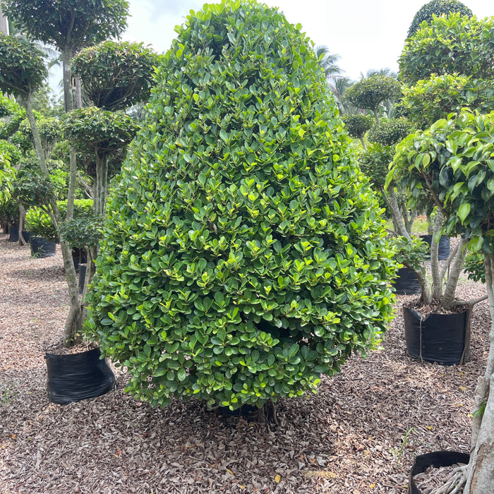 cone shape ficus