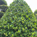 cone shape ficus plant