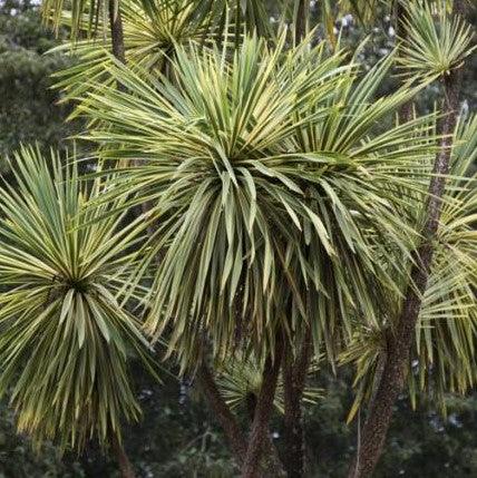 Striking Variegated Cordyline Australis Grass Palm