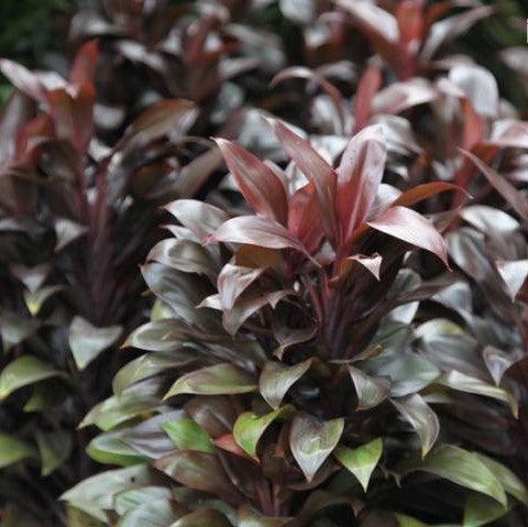 Buy Stunning Cordyline Compacta (Dracena Compacta) Plant Online