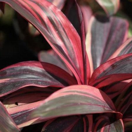 dracaena cordyline Bring a Touch of Pink to Your Home with