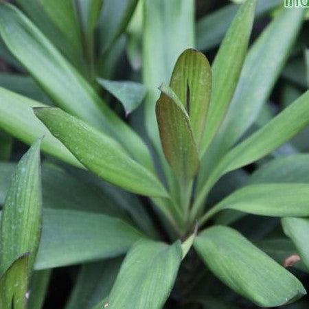 dracaena glauca Stunning Green Dracaena Cordyline Glauca