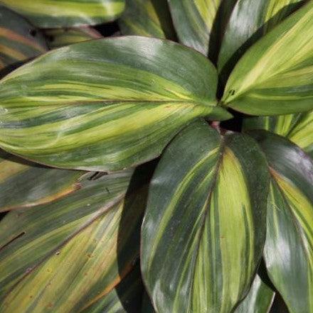 Cordyline lemon streak,Cordyline Ctc Lemon Streak - Kadiyam Nursery