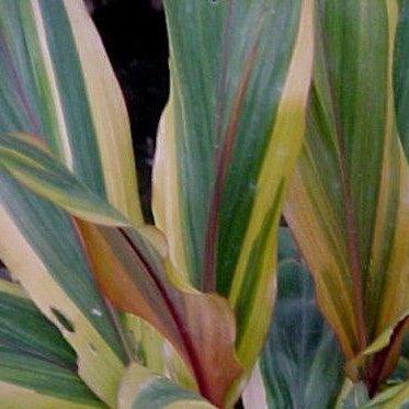 Cordyline my darling,Cordyline My Darling - Kadiyam Nursery