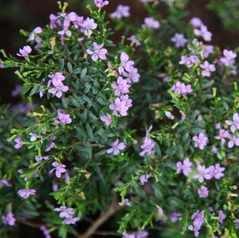 Stunning Light Purple Cuphea