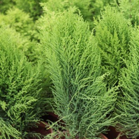Buy Cupressus Macrocarpa Golden Crest