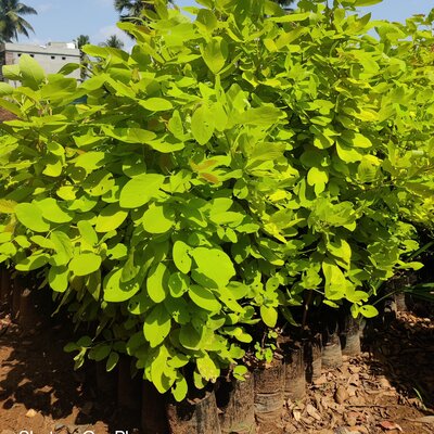 डेंड्रोलोबियम उम्बेलैटम - बिक्री के लिए जीवंत और हार्डी झाड़ी