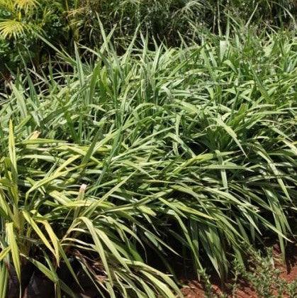 Buy Healthy and Vibrant Dianella