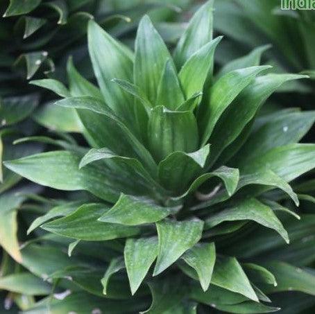dracaena compacta common name Compact Green Dracaena Compacta - Dwarf